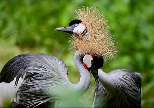 Uganda safari pic