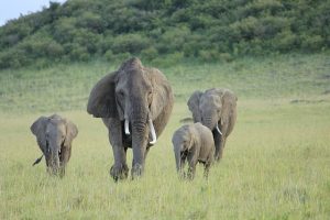 safari vehicle rental nairobi