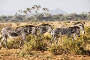 safari vehicle rental nairobi