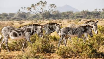 Group of Grevy's zebras in Samburu national reserve, North Kenya