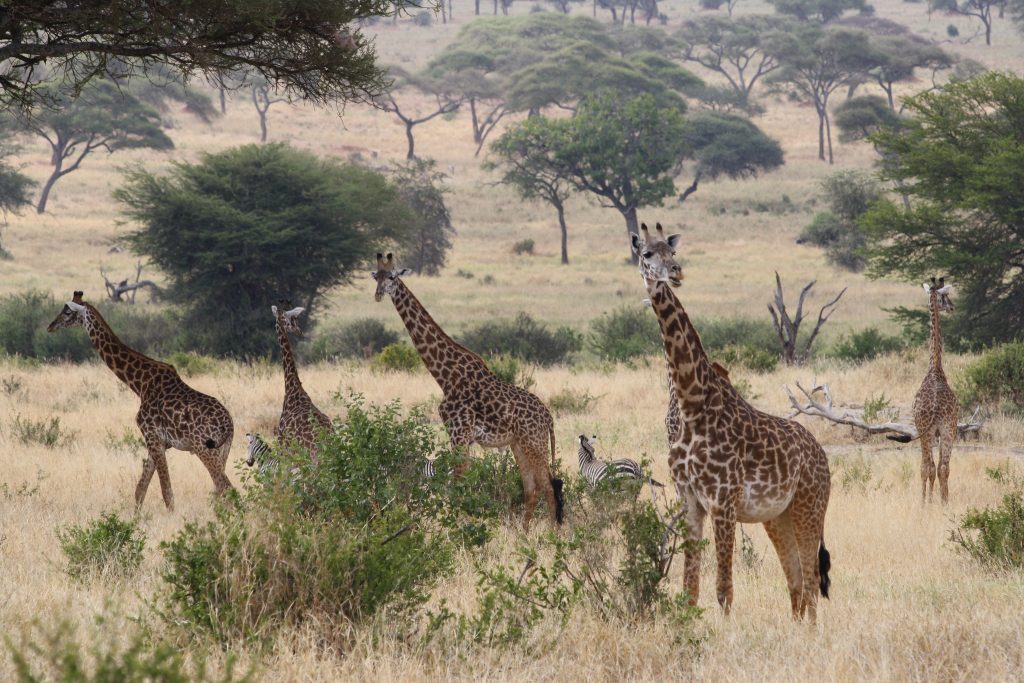 giraffes-tarangire-national Park