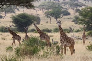 giraffes-tarangire-national Park