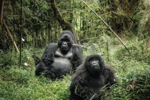 Bwindi-Impenetrable-car-rental-safaris