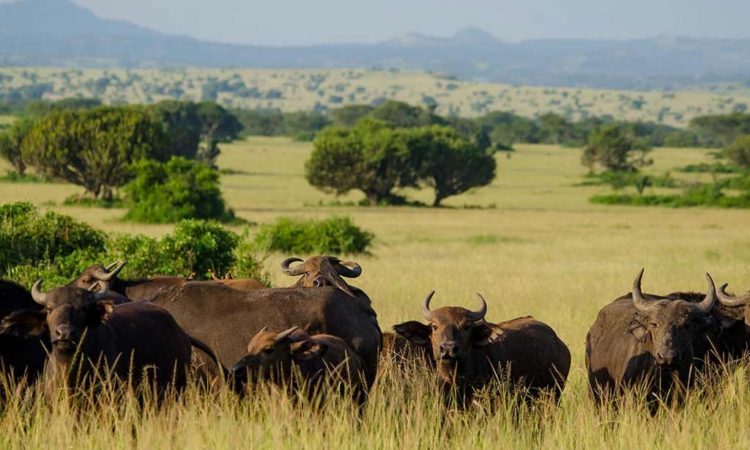 Queen Elizabeth National Park car rental safaris