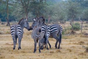 lake-mburo-zebras-car-rental-safari