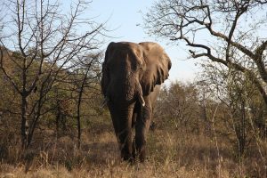 Ruvubu National Park