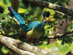 The Kibira National Park