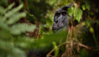 1 day Rwanda gorilla Safari