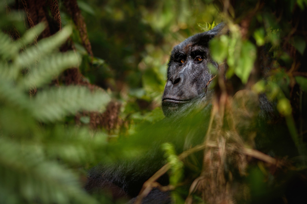 1 day Rwanda gorilla Safari