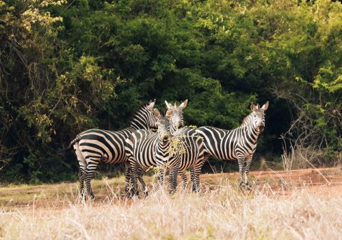 10 days Safari Rwanda