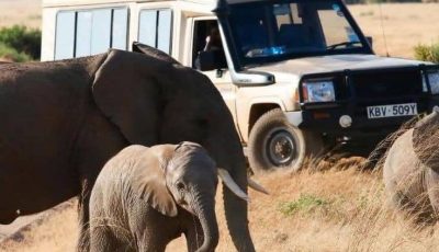 3 day game driving Masai mara Kenya