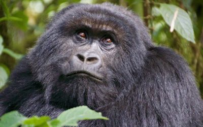 3 days gorilla trek Rwanda