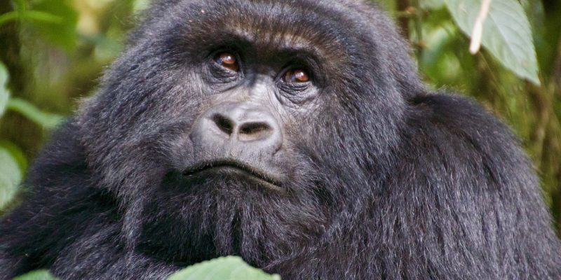 3 days gorilla trek Rwanda