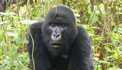 4 days Rwanda gorilla trek