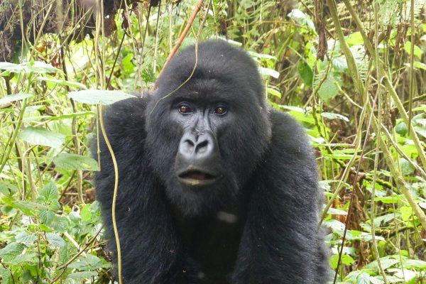 4 days Rwanda gorilla trek