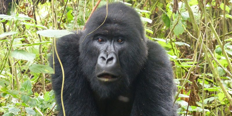 4 days Rwanda gorilla trek