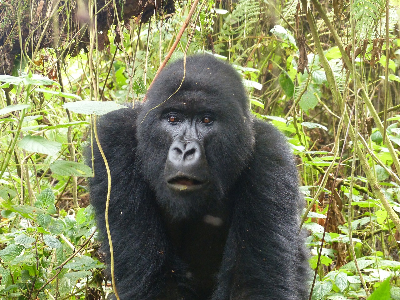 4 days Rwanda gorilla trek