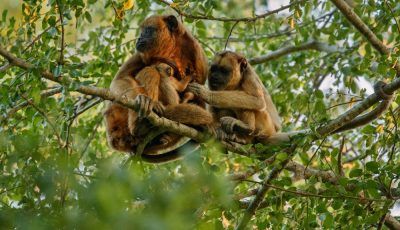 5 days in Rwanda Primate Safari