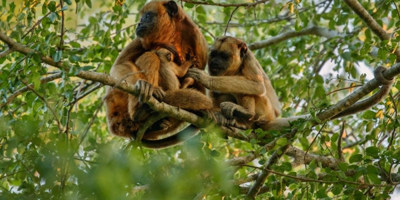 5 days in Rwanda Primate Safari