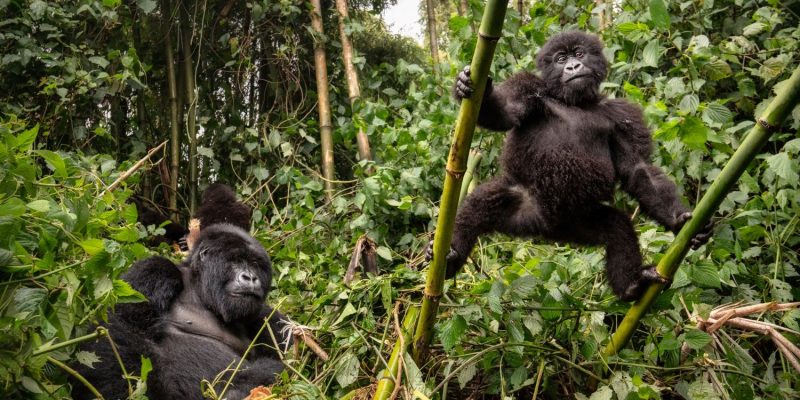 1 Day Gorilla Trek Rwanda