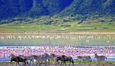 1 day Ngorongoro crater Safari