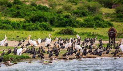 2 day Birding safari Itinarary