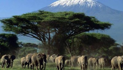 3 days Amboseli Safari