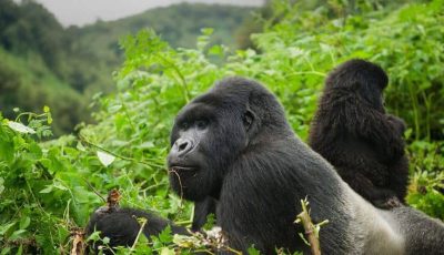 6 days Bwindi Impenetrable National Park