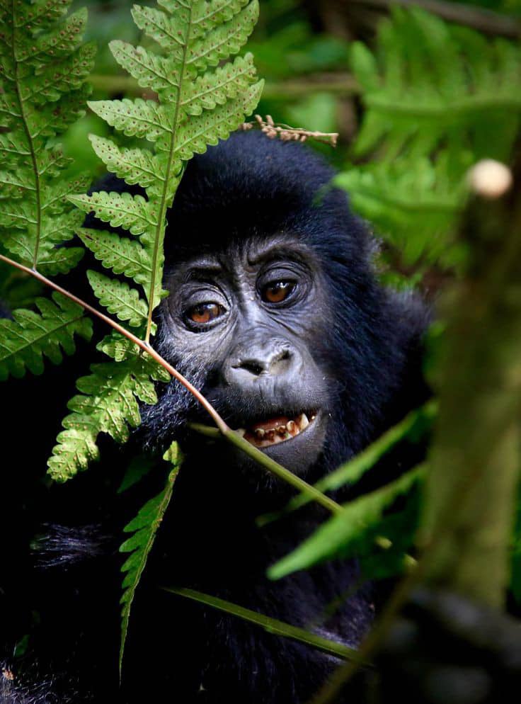 Gorilla trekking Safaris Uganda