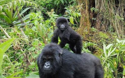 3 days Congo Gorilla tour from Kigali