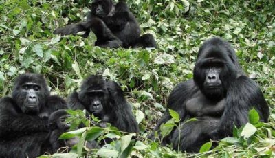 4 days Double Congo Gorilla Trekking from Kigali