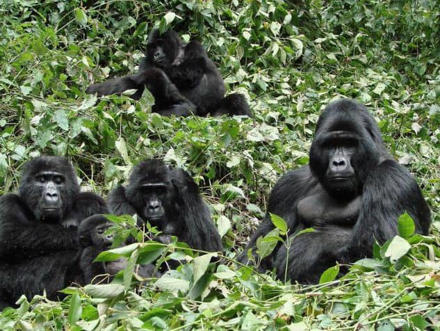 4 days Double Congo Gorilla Trekking from Kigali