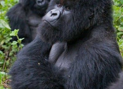 4 days Lowlanda Gorilla Treking Congo