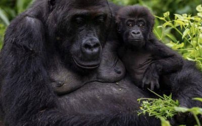 5 days Congo tour and Mountain Gorilla Safari