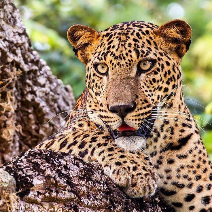 Zanzibar Leopard Conservation