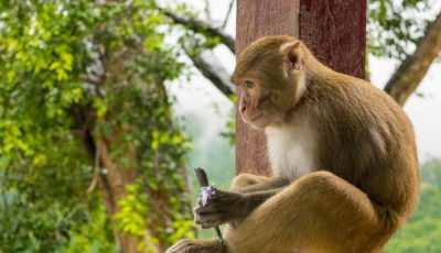 Golden Monkeys Rwanda