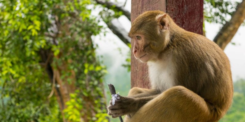 Golden Monkeys Rwanda