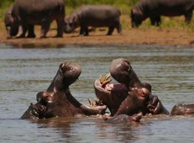 8 days Botswana Safari