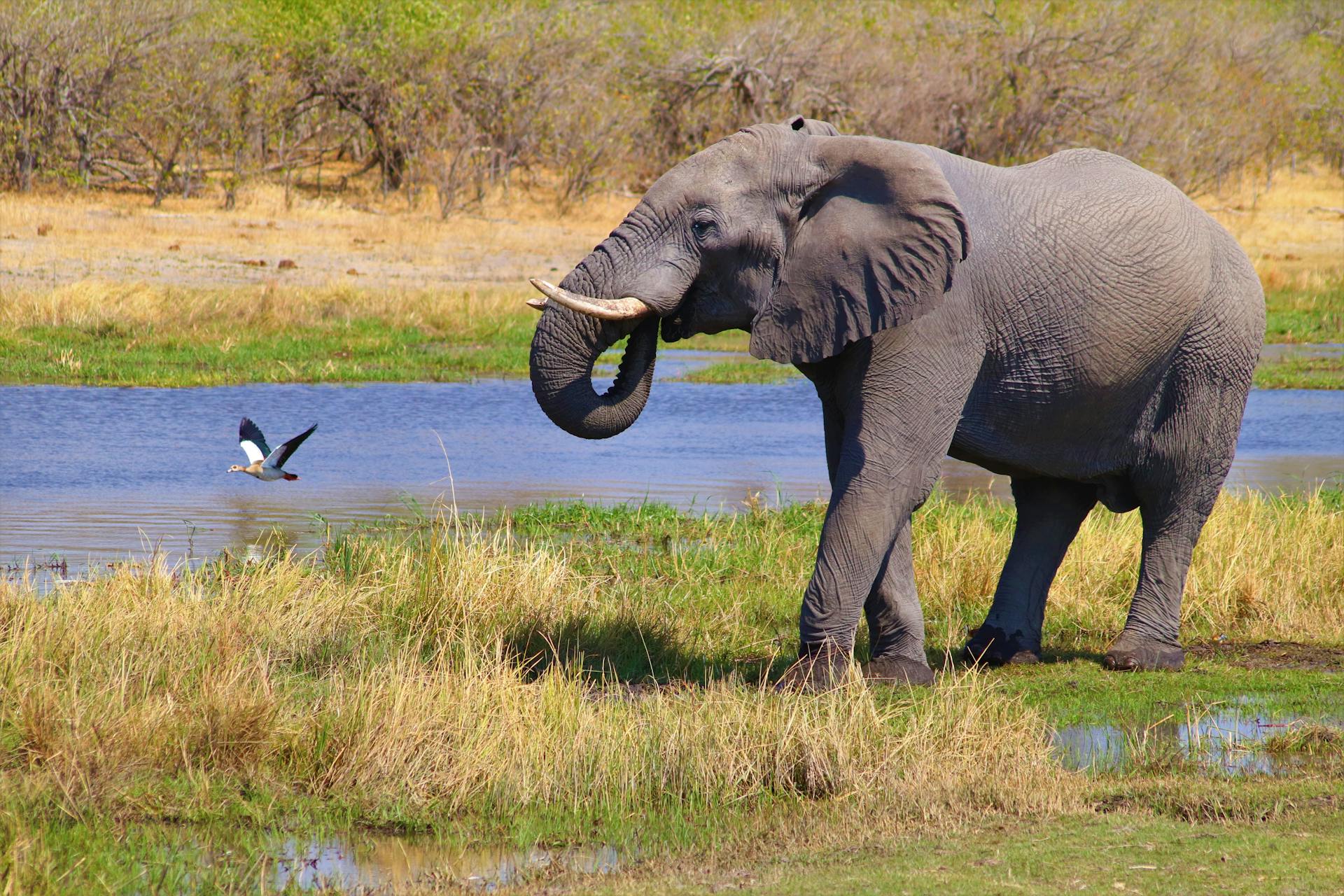 Botswana Safaris