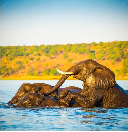 Chobe national Park