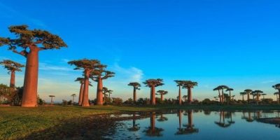 Rwanda and Madagascar Safari