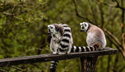 Southern Madagascar Safari