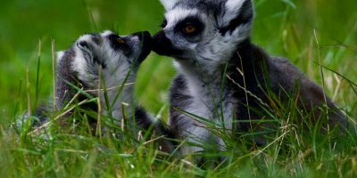 Madagascar Safaris