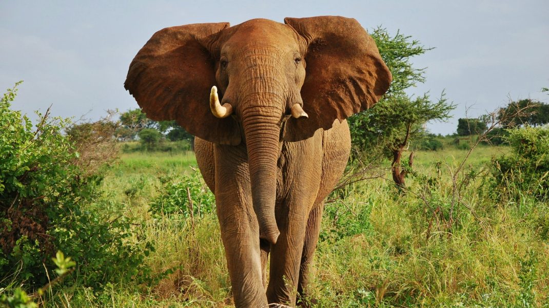 Amboseli National Park