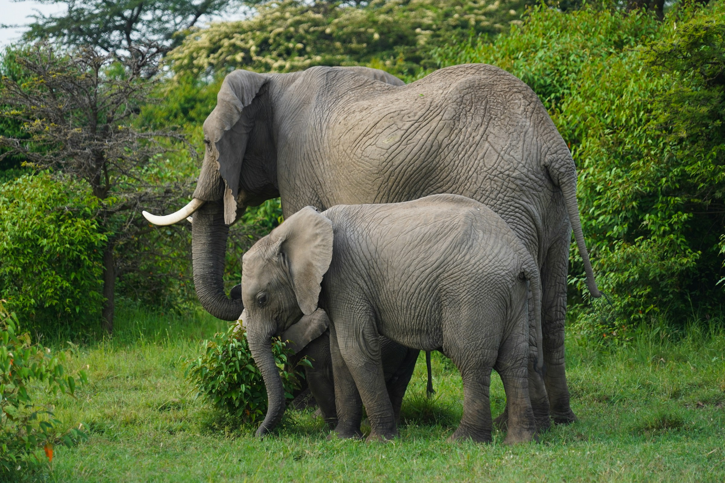 Amboseli National Park