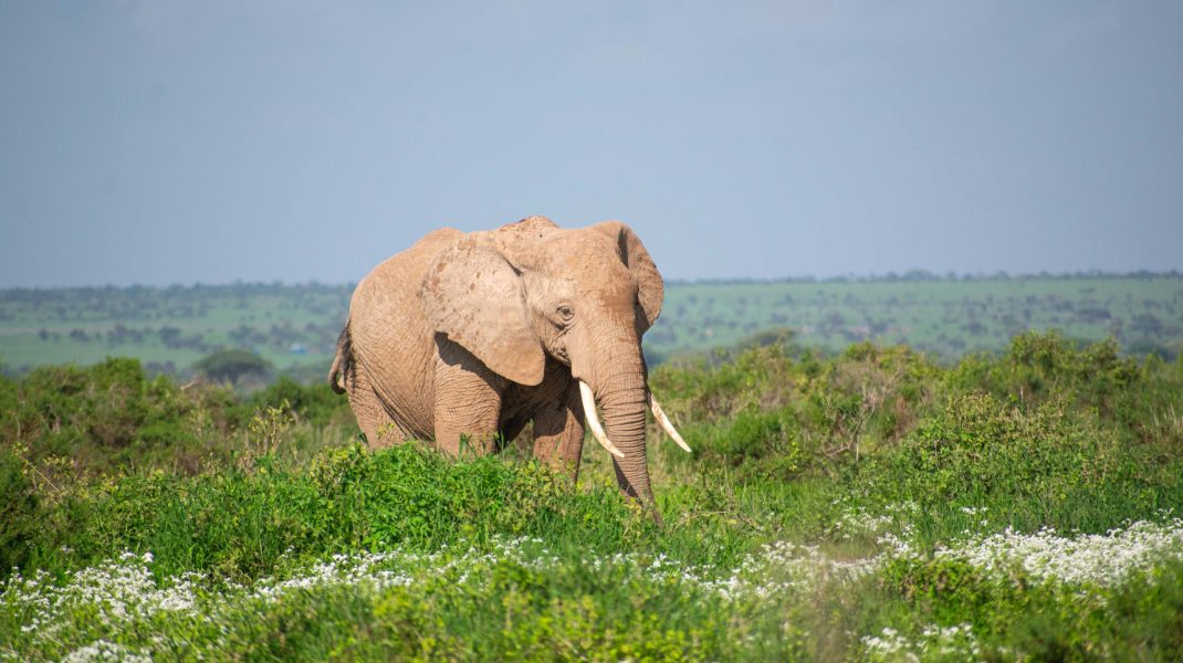 Amboseli Reserve