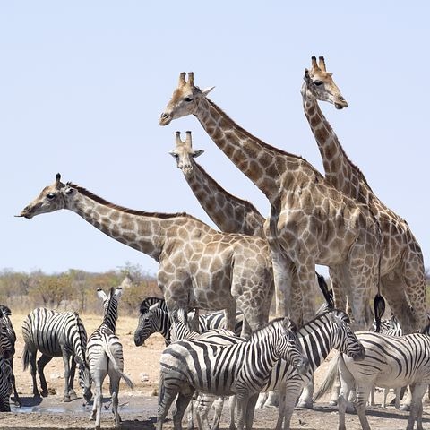 Etosha National park