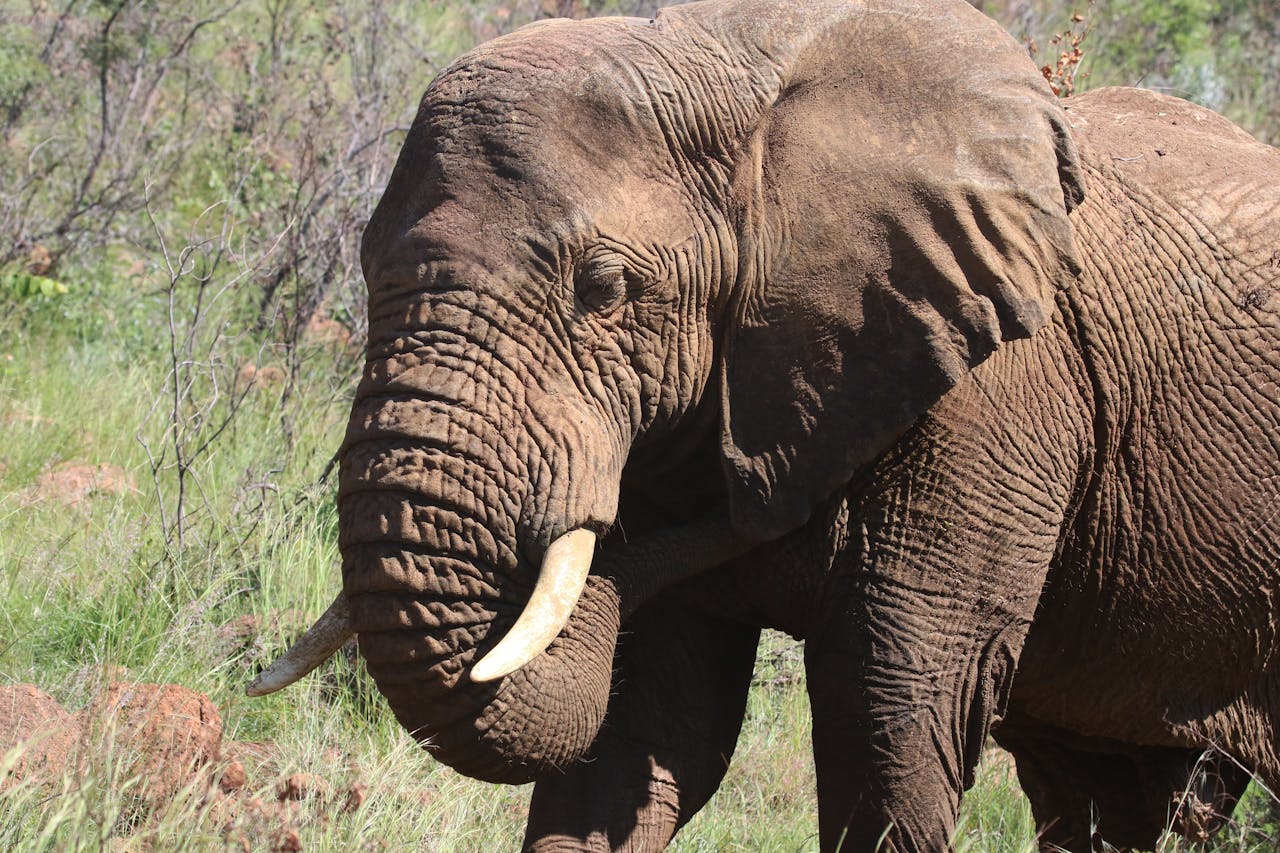 Hwange National Park