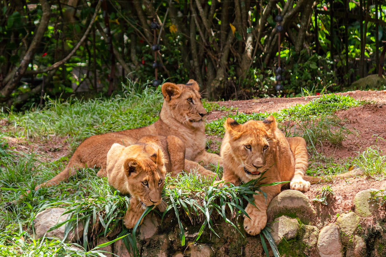 Kafue National park