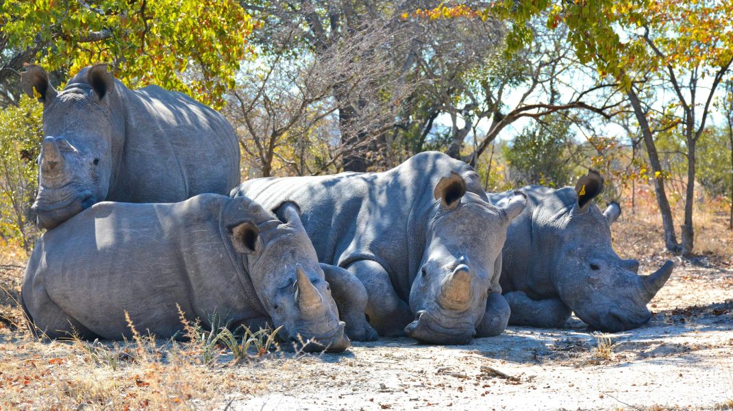 Masai Mara & lakipia Safaris